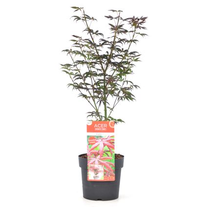 Acer palmatum 'Étoile de mer' - Érable japonais - Pot 19cm - Hauteur 60-70cm