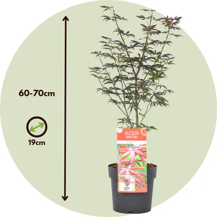 Acer palmatum 'Étoile de mer' - Érable japonais - Pot 19cm - Hauteur 60-70cm 2