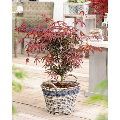 Acer palmatum 'Étoile de mer' - Érable japonais - Pot 19cm - Hauteur 60-70cm 4