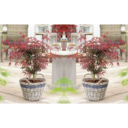 Acer palmatum 'Étoile de mer' - Érable japonais - Pot 19cm - Hauteur 60-70cm 5