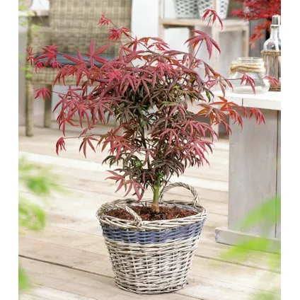 Acer palmatum 'Starfish' - Japanse Esdoorn - Pot 19cm - Hoogte 60-70cm 6