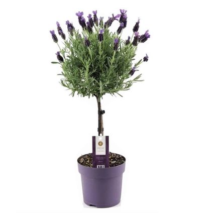Lavandula stoechas 'Anouk' - Lavendelboom - Pot 15cm - Hoogte 45-55cm