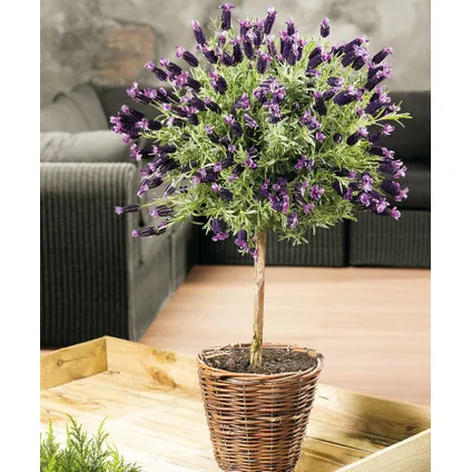 Lavandula stoechas 'Anouk' - Lavendelboom - Pot 15cm - Hoogte 45-55cm 5