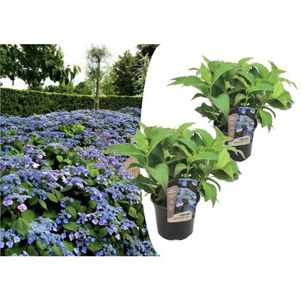 Hydrangea serrata Summerglow - Set van 2 - Hortensia - Pot 19cm - Hoogte 25-40cm