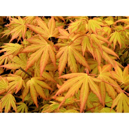 Acer palmatum 'Orange Dream' - Set van 2 - Pot 19cm - Hoogte 60-70cm 2