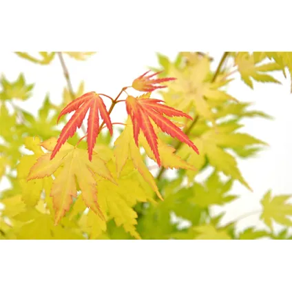 Acer palmatum 'Orange Dream' - Set van 2 - Pot 19cm - Hoogte 60-70cm 3