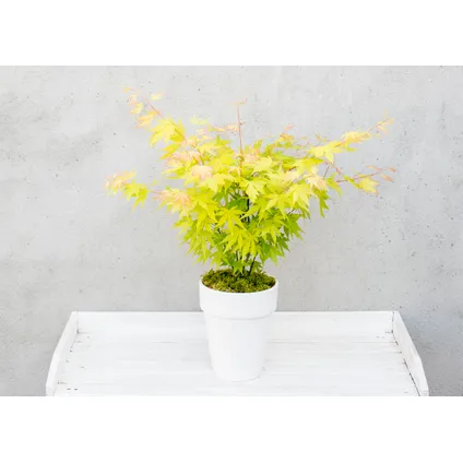 Acer palmatum 'Orange Dream' - Set van 2 - Pot 19cm - Hoogte 60-70cm 4