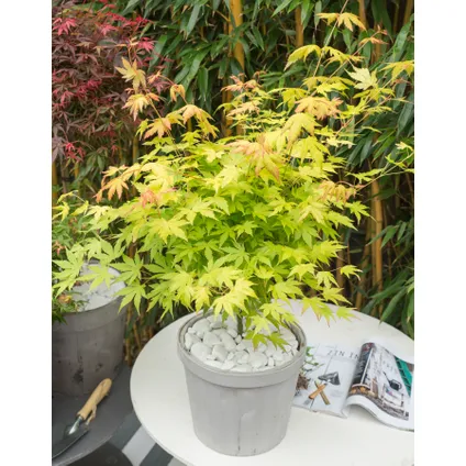 Acer palmatum 'Orange Dream' - Set van 2 - Pot 19cm - Hoogte 60-70cm 5