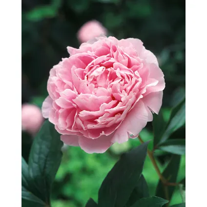 Paeonia 'Sarah Bernhardt' - Roze - Set x3 - Pioenroos - ⌀9cm - Hoogte 0-40cm 2