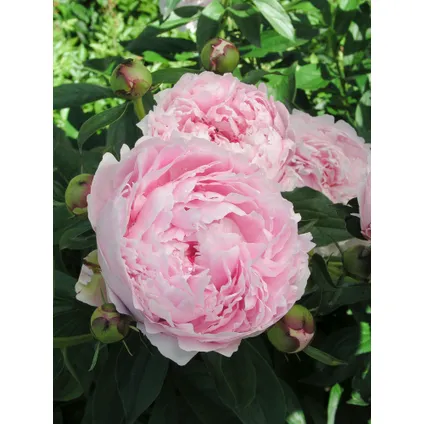 Paeonia 'Sarah Bernhardt' - Roze - Set x3 - Pioenroos - ⌀9cm - Hoogte 0-40cm 3