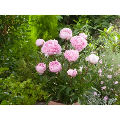 Paeonia 'Sarah Bernhardt' - Roze - Set x3 - Pioenroos - ⌀9cm - Hoogte 0-40cm 4