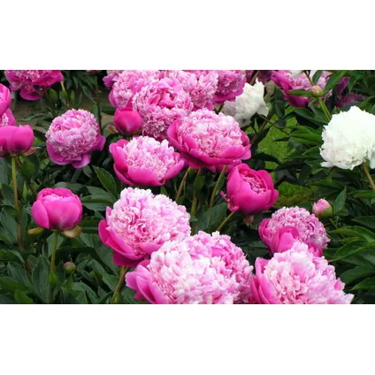 Paeonia 'Sarah Bernhardt' - Roze - Set x3 - Pioenroos - ⌀9cm - Hoogte 0-40cm 5