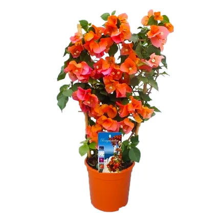 Bougainvillea 'Dania' op Rek - Oranje bloemen - Pot 17cm - Hoogte 50-60cm