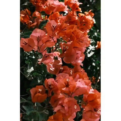 Bougainvillea 'Dania' op Rek - Oranje bloemen - Pot 17cm - Hoogte 50-60cm 2