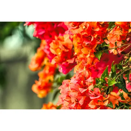 Bougainvillea 'Dania' op Rek - Oranje bloemen - Pot 17cm - Hoogte 50-60cm 3