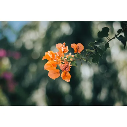 Bougainvillea 'Dania' op Rek - Oranje bloemen - Pot 17cm - Hoogte 50-60cm 5