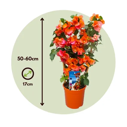 Bougainvillea 'Dania' op Rek - Oranje bloemen - Pot 17cm - Hoogte 50-60cm 7