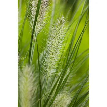 Pennisetum alopecuroides - Pennisetum Hameln - Pot 23cm - Hoogte 20-30cm 3