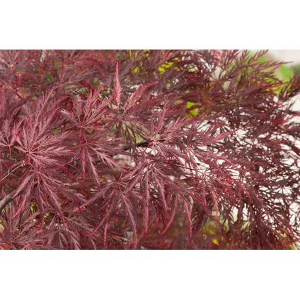 Acer palmatum 'Inaba-shidare' - Japanse Esdoorn - Pot 13cm - Hoogte 30-40cm 2