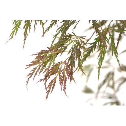 Acer palmatum 'Inaba-shidare' - Japanse Esdoorn - Pot 13cm - Hoogte 30-40cm 3
