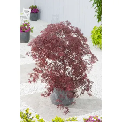 Acer palmatum 'Inaba-shidare' - Japanse Esdoorn - Pot 13cm - Hoogte 30-40cm 4
