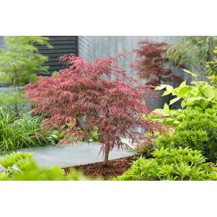 Acer palmatum 'Inaba-shidare' - Japanse Esdoorn - Pot 13cm - Hoogte 30-40cm 5
