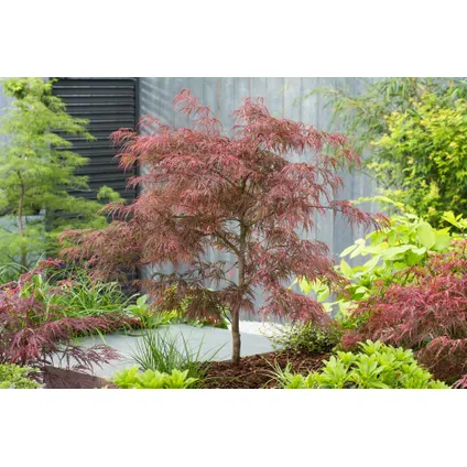 Acer palmatum 'Inaba-shidare' - Japanse Esdoorn - Pot 13cm - Hoogte 30-40cm 6