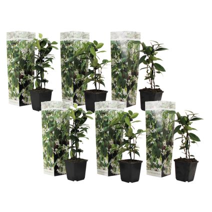 Toscaanse Jasmijn - Set van 6 - Tuinplanten - Wit - Pot 9cm - Hoogte 25-40cm