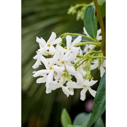 Toscaanse Jasmijn - Set van 6 - Wit - Tuinplanten - Pot 9cm - Hoogte 25-40cm 3