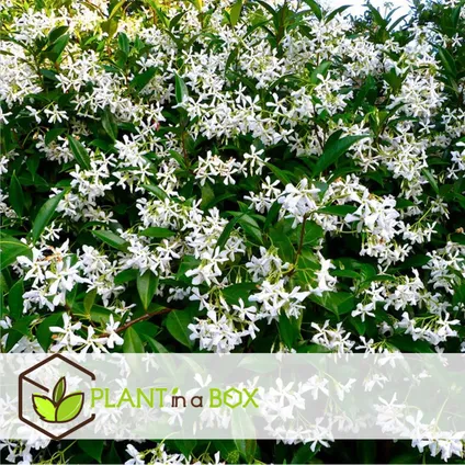 Toscaanse Jasmijn - Set van 6 - Wit - Tuinplanten - Pot 9cm - Hoogte 25-40cm 4