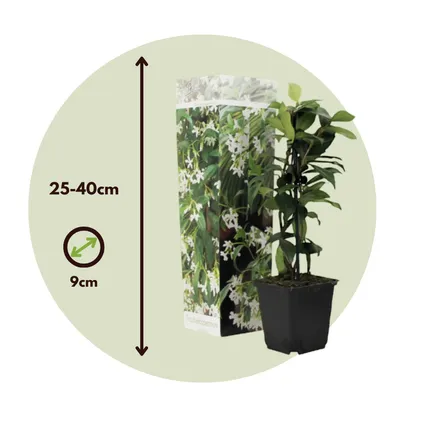 Toscaanse Jasmijn - Set van 6 - Wit - Tuinplanten - Pot 9cm - Hoogte 25-40cm 6