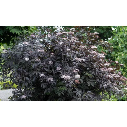 Sambucus nigra 'Black Lace' - Set van 2 - Pot 17cm - Hoogte 25-40cm 5