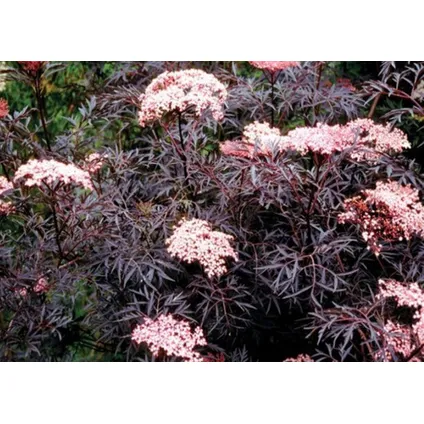 Sambucus nigra 'Black Lace' - Set van 2 - Pot 17cm - Hoogte 25-40cm 6