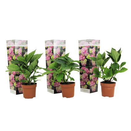 Hydrangea macrophylla - Rose - Set de 3 - Hortensia - Pot 9cm - Hauteur 25-40cm