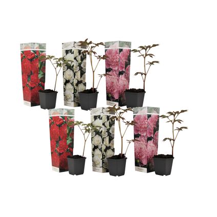 Paeonia officinalis - Set 6 - Pioenrozen - Boerenpioen - Pot 9cm - Hoogte 0-40cm