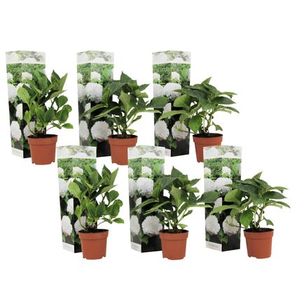 Hydrangea macrophylla - Blanc - Set de 6 - Hortensia - Pot 9cm - Hauteur 25-40cm