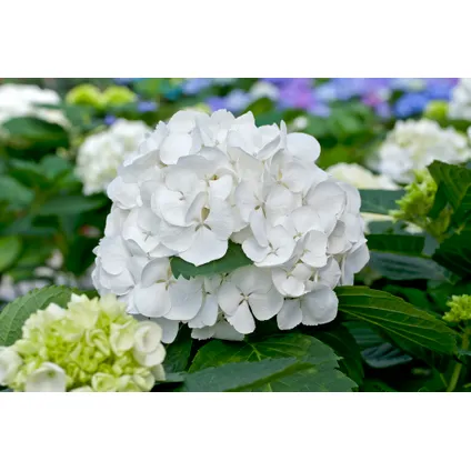 Hydrangea macrophylla - Blanc - Set de 6 - Hortensia - Pot 9cm - Hauteur 25-40cm 2