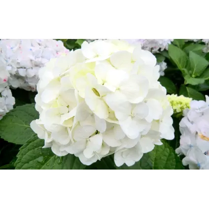 Hydrangea macrophylla - Blanc - Set de 6 - Hortensia - Pot 9cm - Hauteur 25-40cm 3