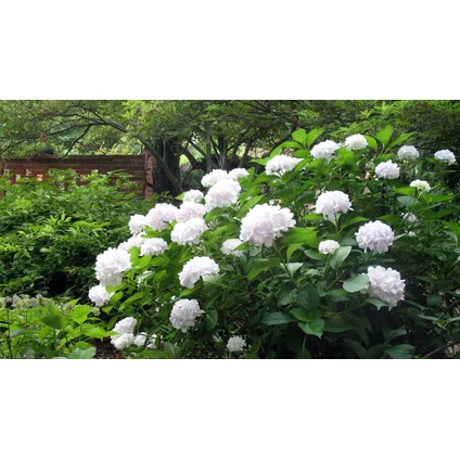 Hydrangea macrophylla - Blanc - Set de 6 - Hortensia - Pot 9cm - Hauteur 25-40cm 4