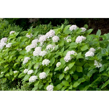 Hydrangea macrophylla - Blanc - Set de 6 - Hortensia - Pot 9cm - Hauteur 25-40cm 5