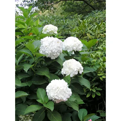 Hydrangea macrophylla - Blanc - Set de 6 - Hortensia - Pot 9cm - Hauteur 25-40cm 6