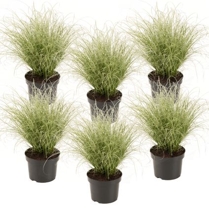 Carex 'Amazon Mist' - Set van 6 - Siergras - Pot 10,5 - Hoogte 15-25cm