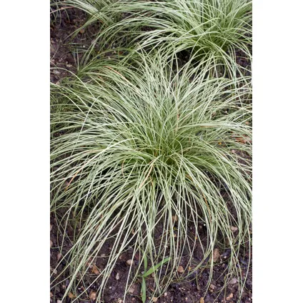 Carex 'Brume amazonienne' - Set de 6 - Pot 10,5 - Hauteur 15-25cm 3