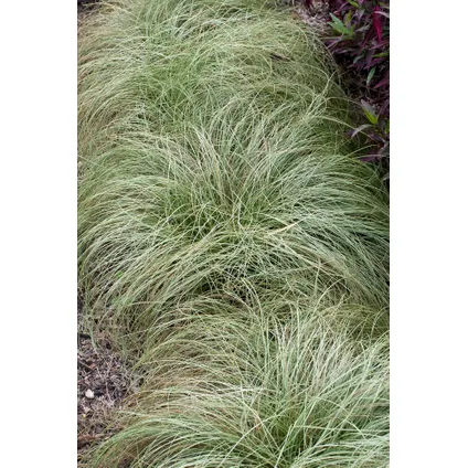 Carex 'Brume amazonienne' - Set de 6 - Pot 10,5 - Hauteur 15-25cm 4