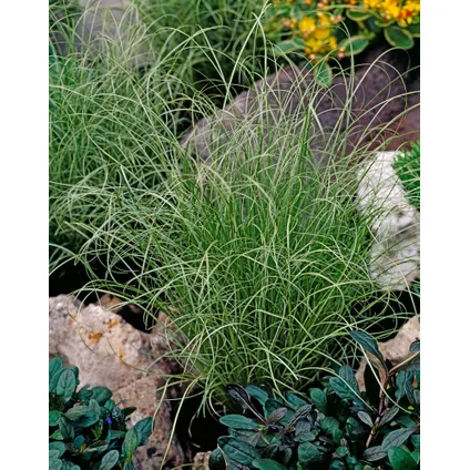 Carex 'Brume amazonienne' - Set de 6 - Pot 10,5 - Hauteur 15-25cm 5