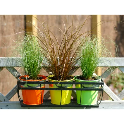 Carex 'Brume amazonienne' - Set de 6 - Pot 10,5 - Hauteur 15-25cm 6