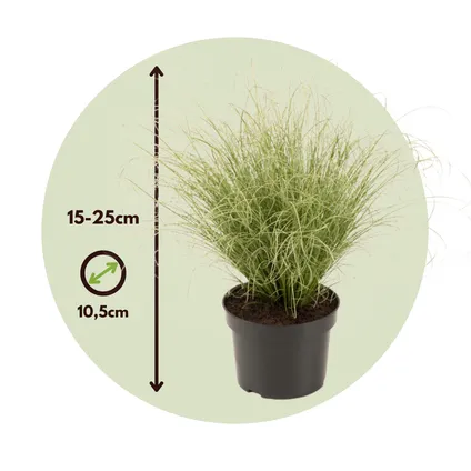 Carex 'Brume amazonienne' - Set de 6 - Pot 10,5 - Hauteur 15-25cm 7