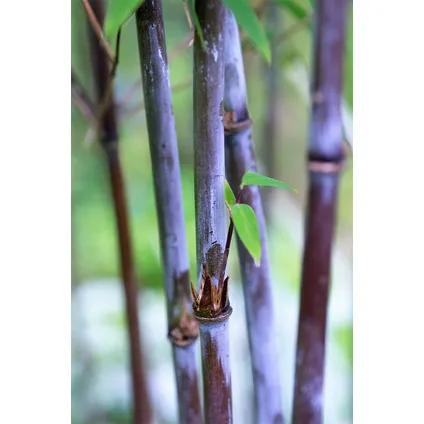 Fargesia Gansu - Set van 4 - Niet woekerende Bamboe - Pot 17cm - Hoogte 50-70cm 2