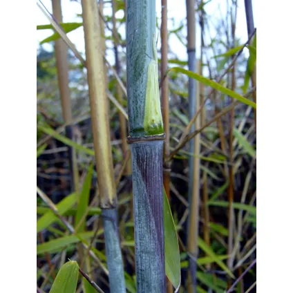 Fargesia Gansu - Set van 4 - Niet woekerende Bamboe - Pot 17cm - Hoogte 50-70cm 3