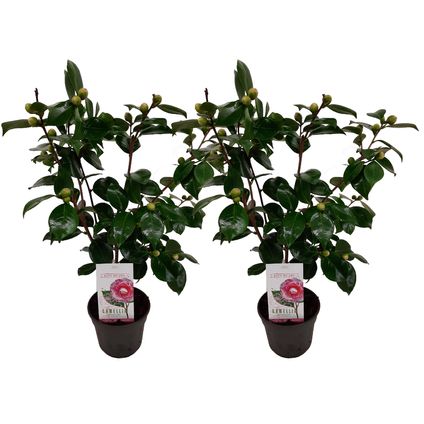 Camellia japonica "Bonomiana" - Set de 2 - Roos - Pot 15cm - Hoogte 50-60cm